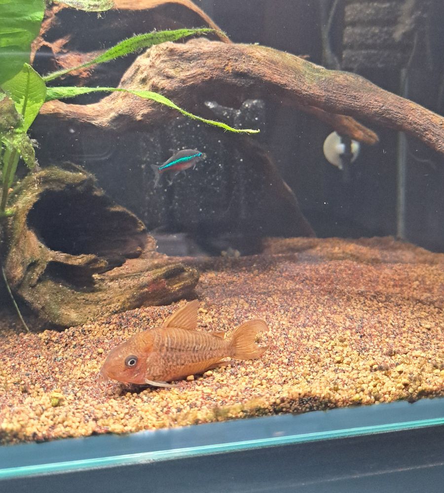 パンタナルエンシス