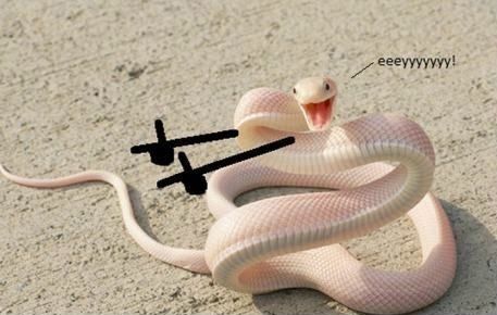 An albino snake that is smiling- finger guns and the words “Ayyyyyy!” have been added on top of it