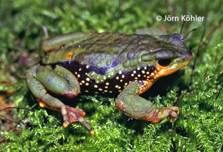 An olive-green toad with a somewhat lumpy appearance, with a wide black band down their side! The black band is speckled with small yellow dots! They also have a yellow patch on their face and hind legs! They have small reddish areas on their feet!