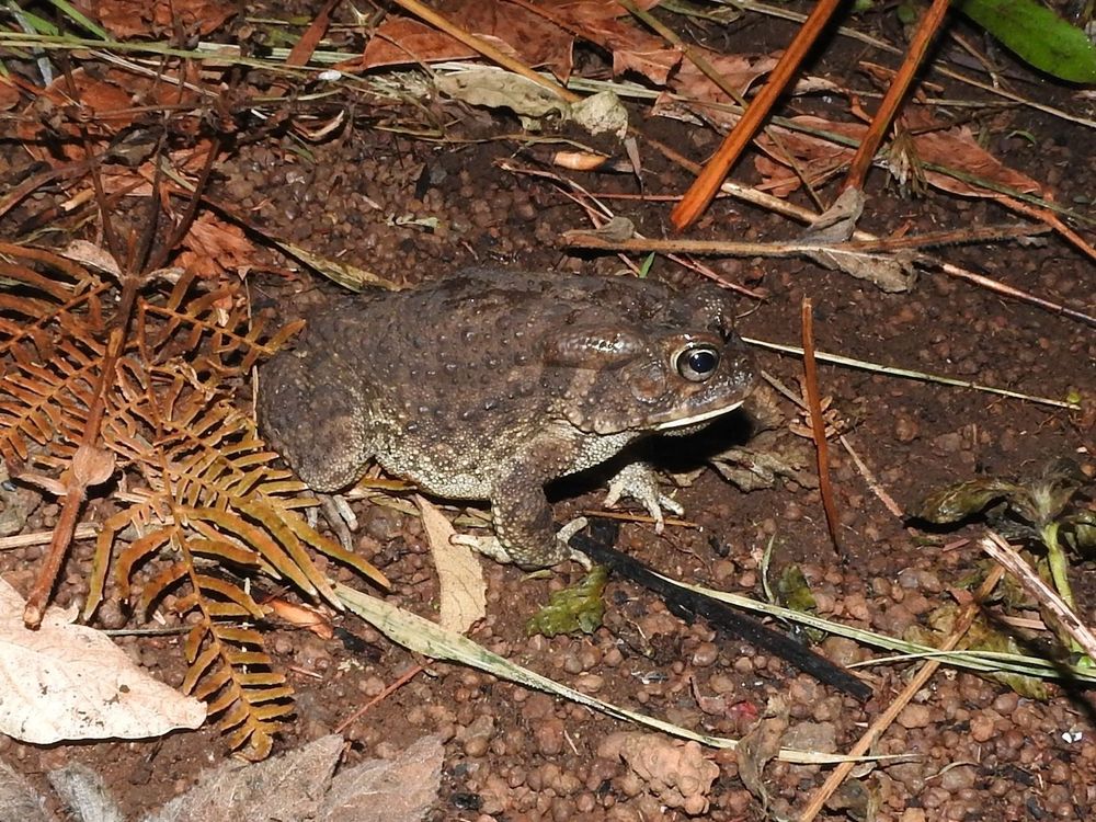 A grey toad, darker on their back with a much lighter belly! They are covered in large warty bumps and have very large, pill-shaped parotoid glands! They have visible eardrums nearly the size of their eyes!