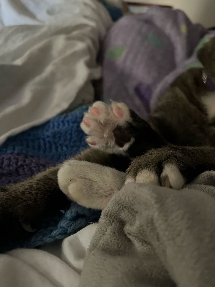 Same cat, zoom in on the toe beans.