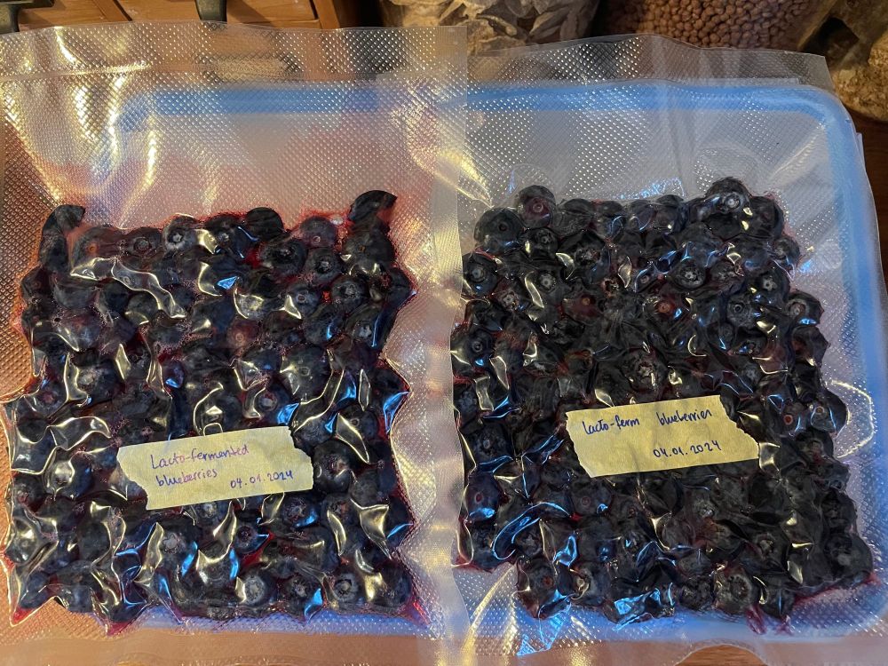 Vacuum sealed bags with blueberries for lacto-fermentation 