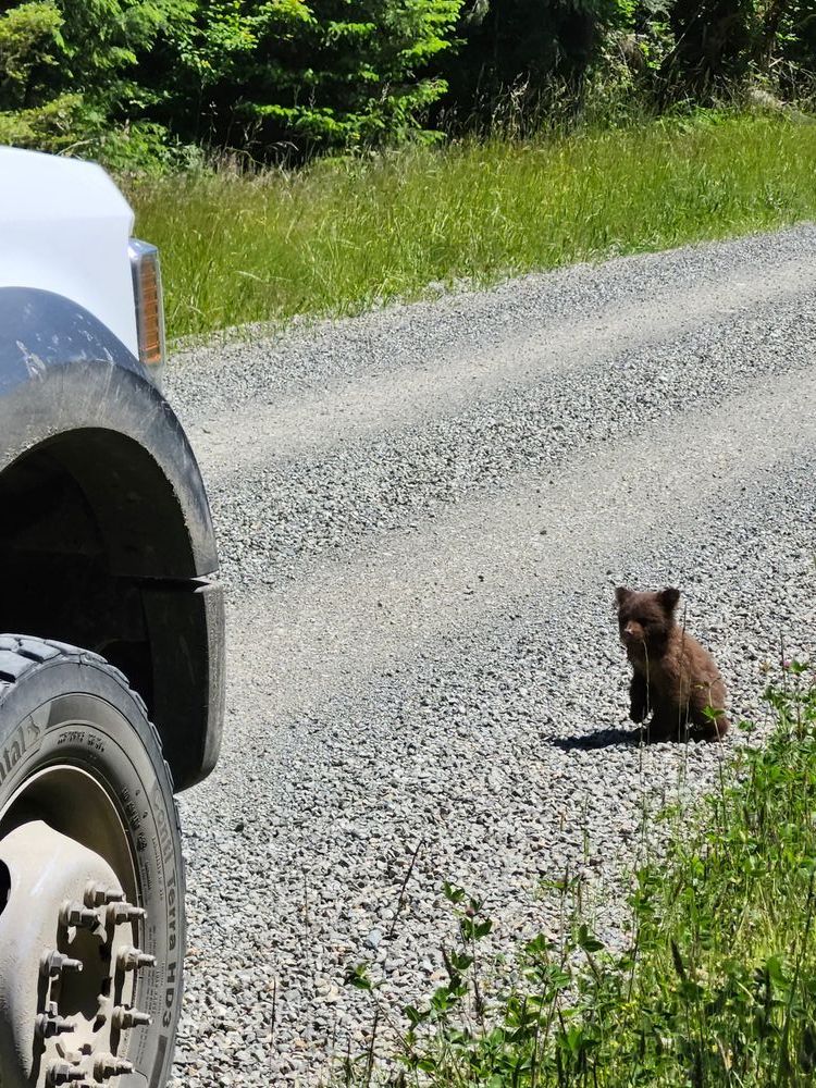 A tiny brown bear cub sits on the side of a gravel road, facing the camera. It has one paw slightly raised off of the ground.