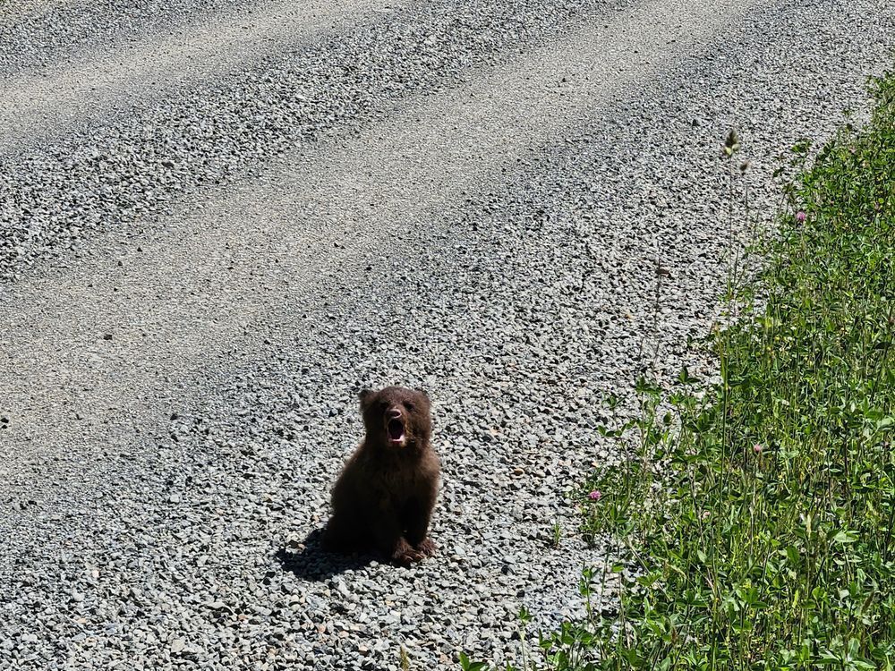 A tiny brown bear cub cries out towards the camera on the side of a gravel road.