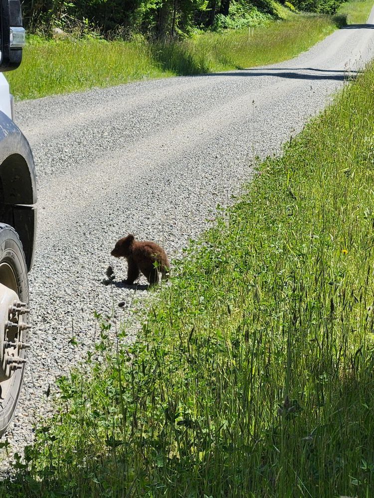 A tiny brown bear cub walks out of tall green grass onto the side of a gravel road. The wheel of a pickup truck towers over it, for scale.