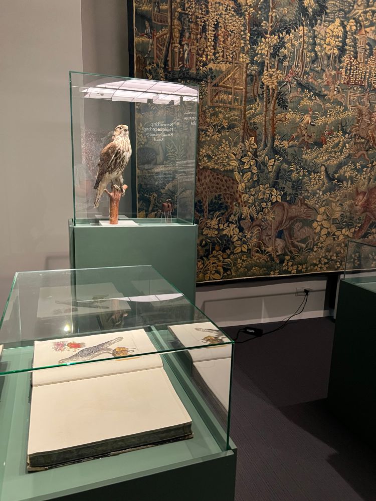 A museum exhibit featuring a taxidermied falcon perched on a branch inside a glass case. In front of it, another glass case displays an open illustrated book showing a detailed drawing of a falcon. In the background, a large, ornate tapestry depicts a vivid hunting scene with figures on horseback, dogs, and wild animals in a dense forest setting. The display highlights the cultural and symbolic role of falcons in historical hunting traditions.