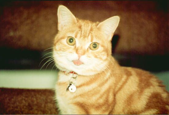 A tiny ginger cat stares directly into the camera. Her tongue is out and she is not sorry.
