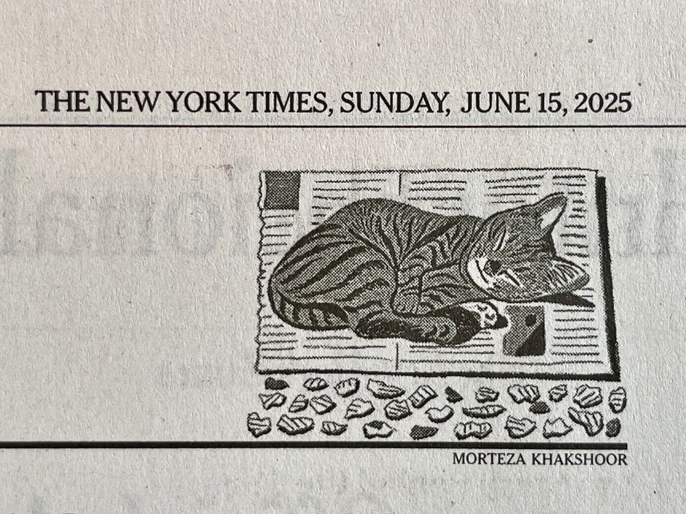 A portrait of a cat laying down on a newspaper. She seems to have ripped off parts of the newspaper as there are little pieces of the newspaper scattered around in front of her.