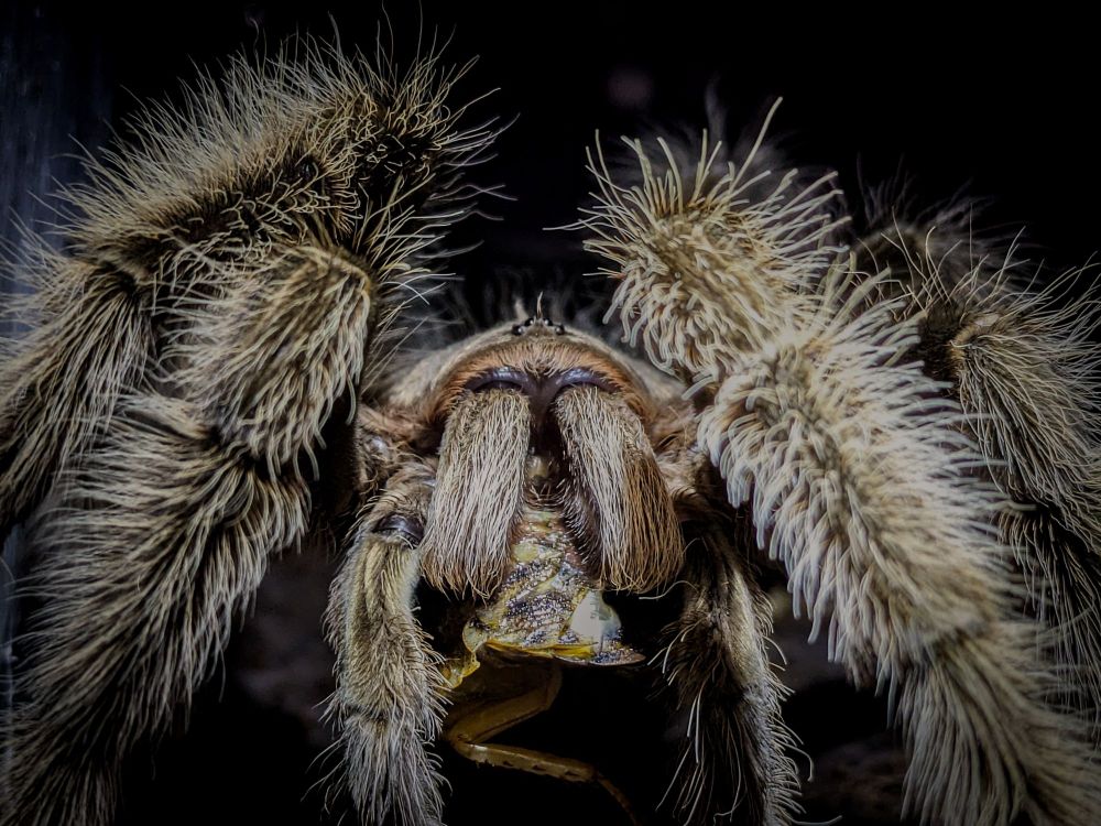 A curly hair tarantula eating a Dubai roach.
