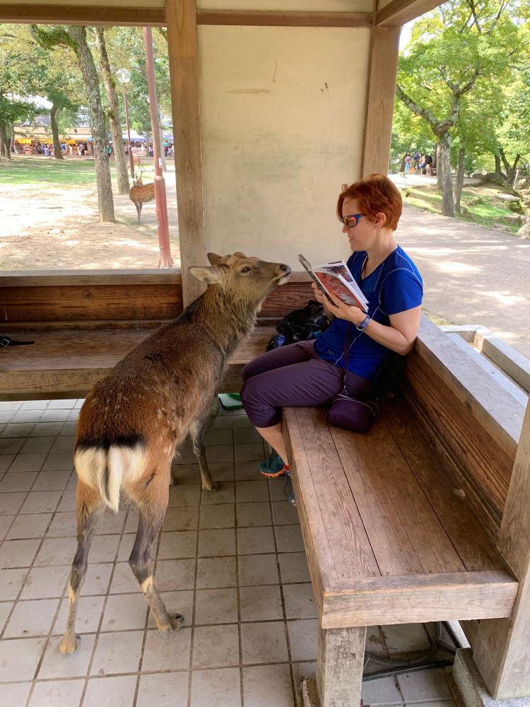 A person reading a guidebook, while a deer sniffs it.
