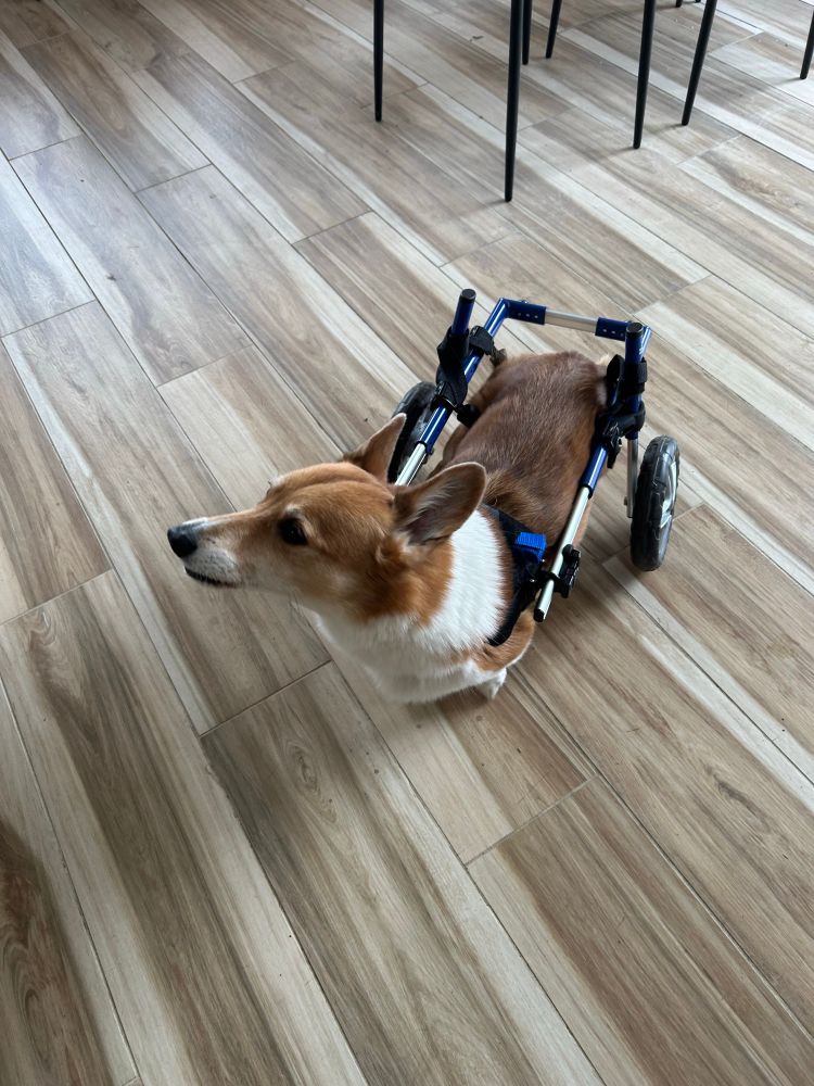 A red and white corgi in a blue and black wheelchair is shown in an office. 