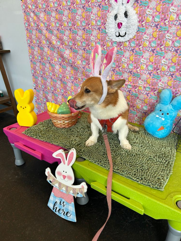 A corgi sits on two pink and green risers. He’s wearing bunny ears and is surround by spring decorations. A sign reads “spring is here.” He’s licking the side of his mouth waiting for a treat, but is turned to the left in this photo. 