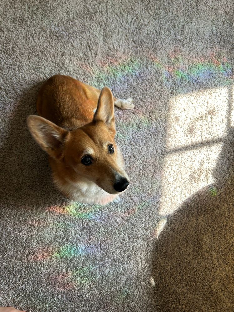 A corgi shown looking at the camera in a very adorable way. He is surrounded by rainbows from window decals.