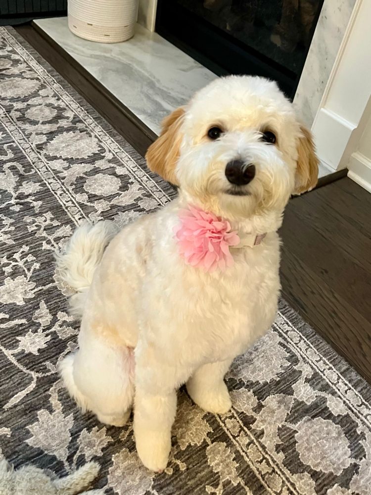 Freshly groomed tan and white puppy sitting and looking at the camera. She is wearing a pink flower on her collar. 