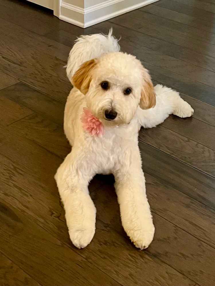 Freshly groomed tan and white puppy laying on a hardwood floor facing the camera wearing a pink flower on her collar. 