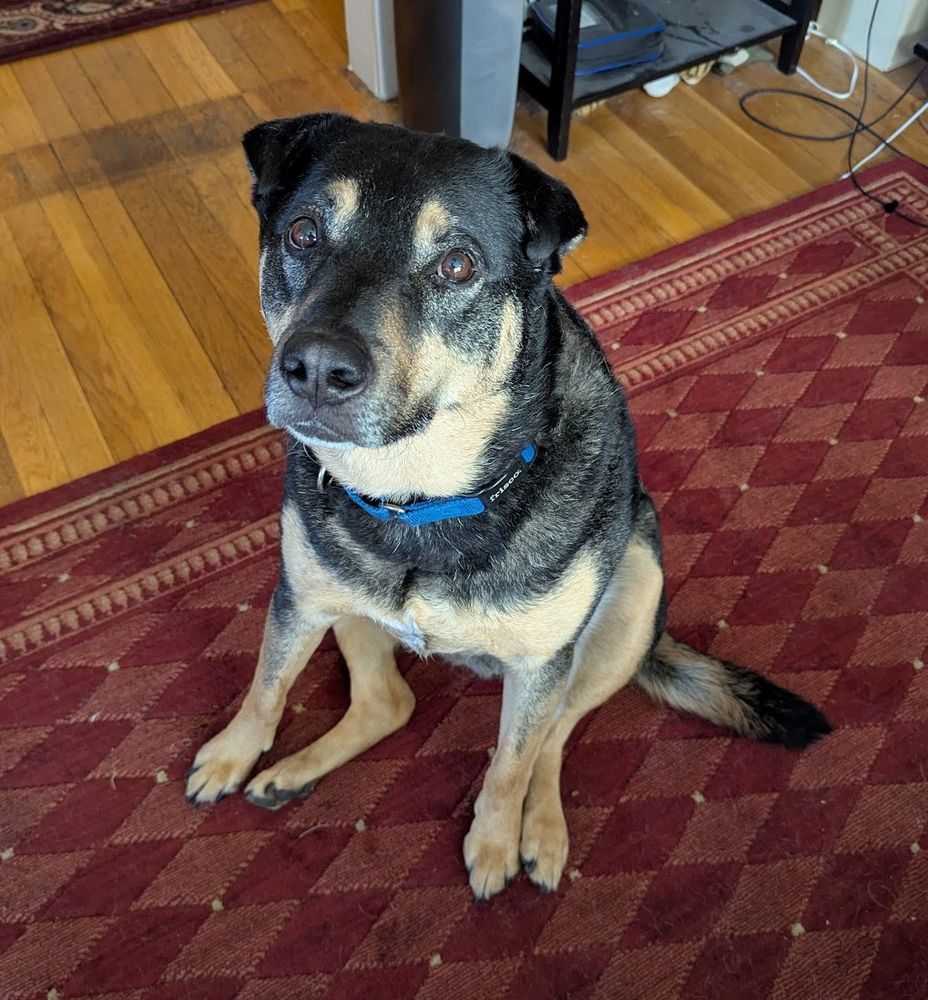A black and tan dog with cute little ears sloppy sitting on a diamond-patterned maroon rug. That is, he's sitting directly on his butt, with one leg under him, making it extra cute. He's staring up at the camera.