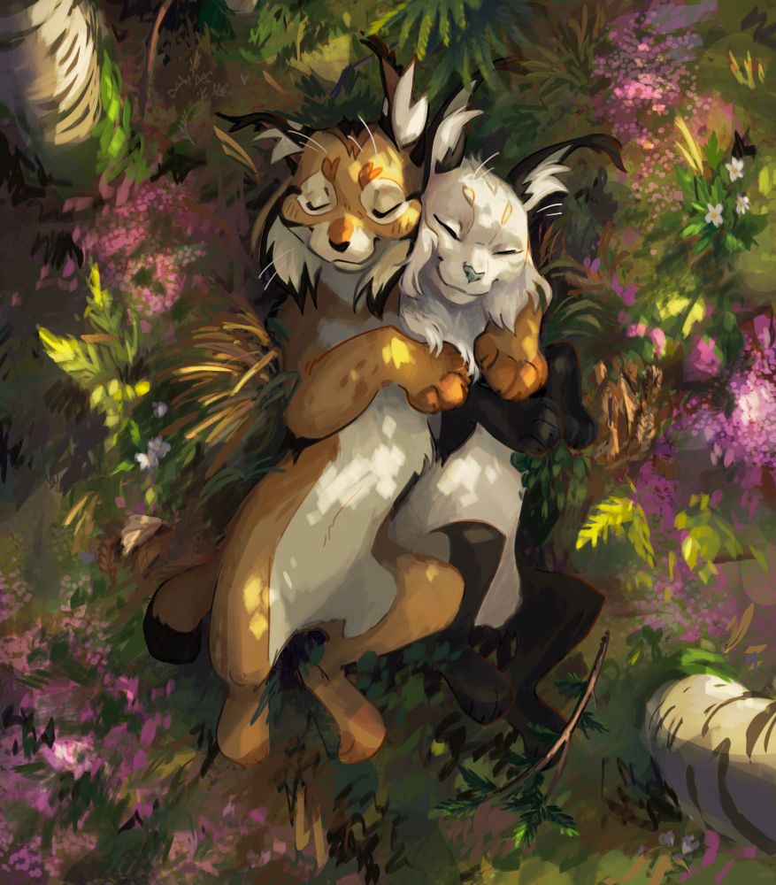 Two lynxes laying on their backs in the forest. Surrounded by birch trees and heather 
