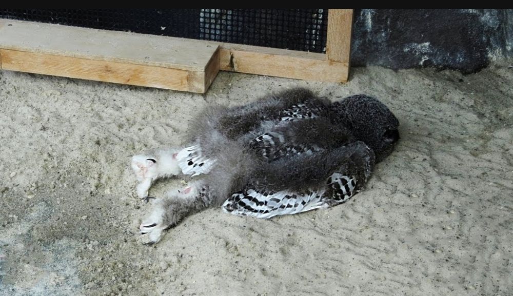 Baby owl covered in down feathers sleeping face-first on the ground, legs splayed behind it like a tiny unconscious drunken sailor. 