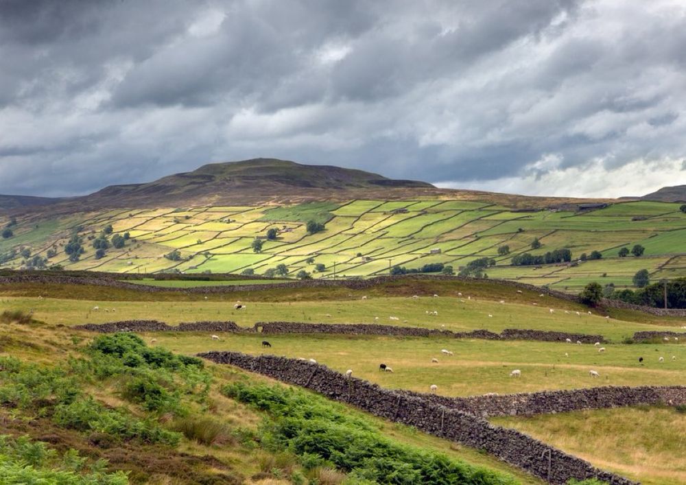 Rolling hills and patchwork fields divided by traditional dry stone walls in the Yorkshire Dales under a dramatic, cloudy sky. Sheep graze in the foreground, with sunlight highlighting sections of the green farmland.