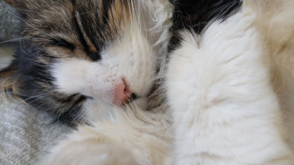 a zoom in on whiskey's sleeping face
