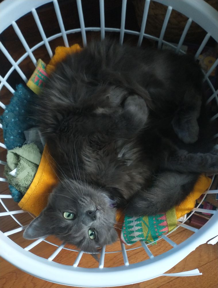 a gray cat named violet laying in a laundry basket