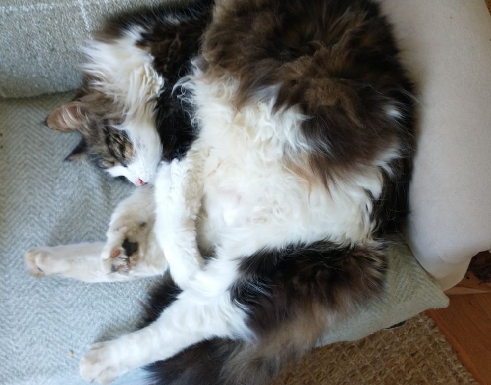 a brown black and white cat named whiskey, sleeping