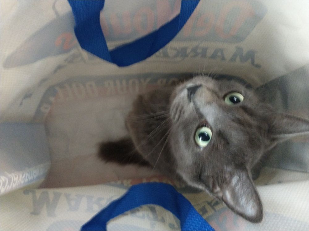 a gray cat named violet hanging out in a bag