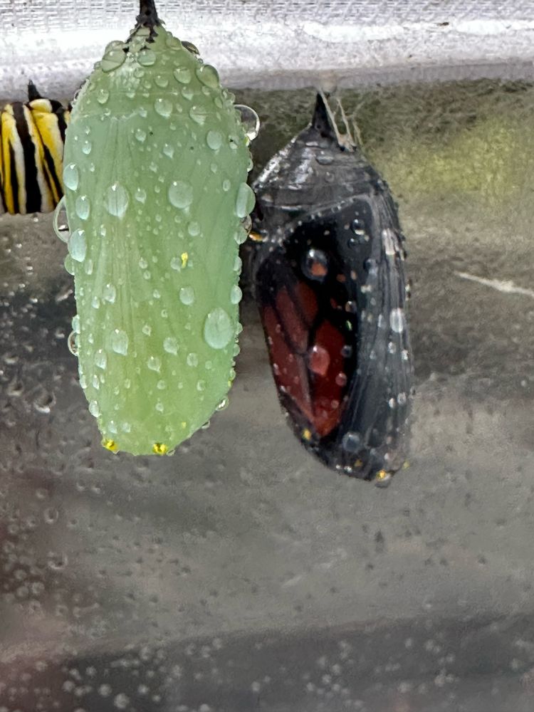 Image shows two monarch chrysalis, one green and one transparent, with a monarch butterfly showing through