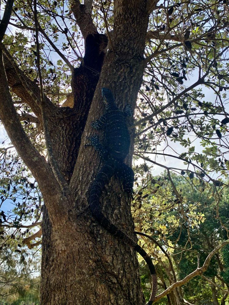 Image of a goanna (lace monitor) with an extremely long tail climbing a tree, taken at Pilot Beach, NSW. 