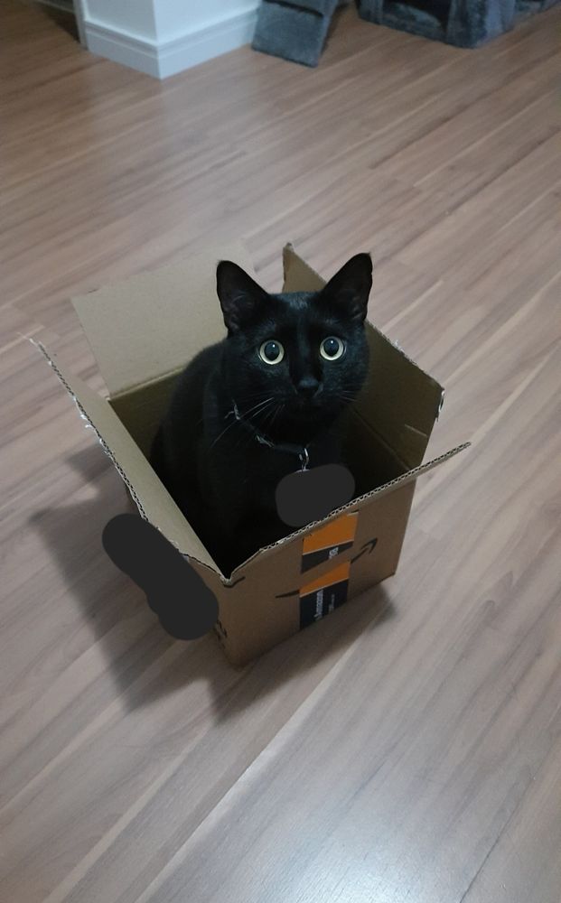 Gata preta de olhos amarelos toda feliz dentro da caixa de papelão sobre o piso.