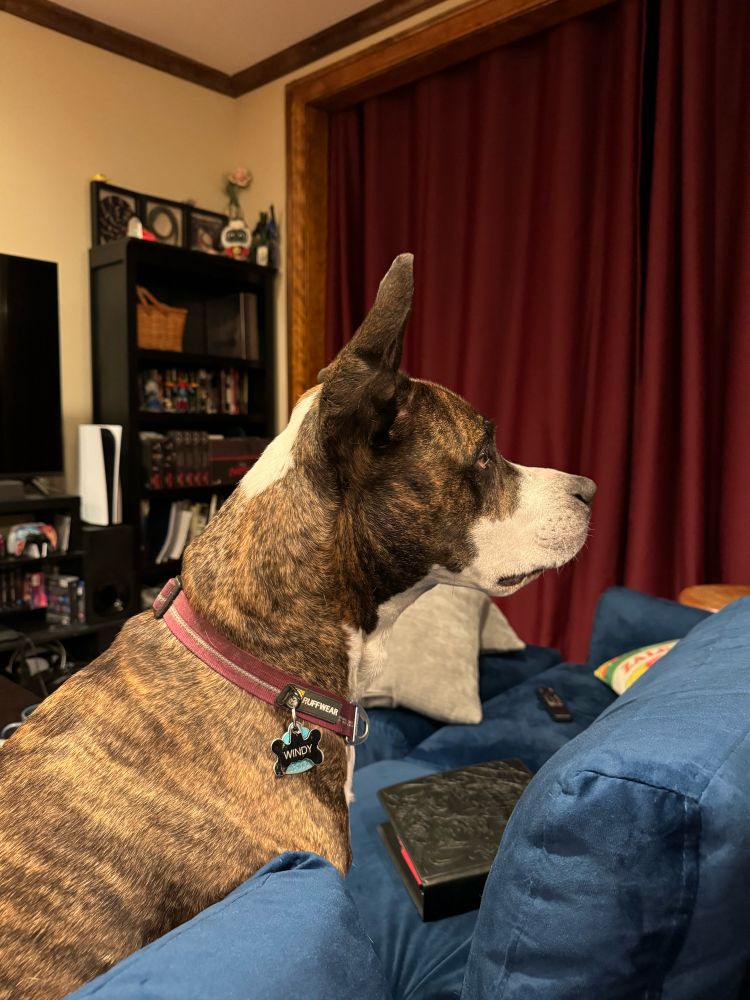 A pittie starting at one of her dads wanting the attention she rightfully deserves