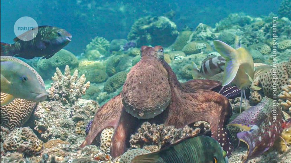 Octopuses and fish caught on camera hunting as a team