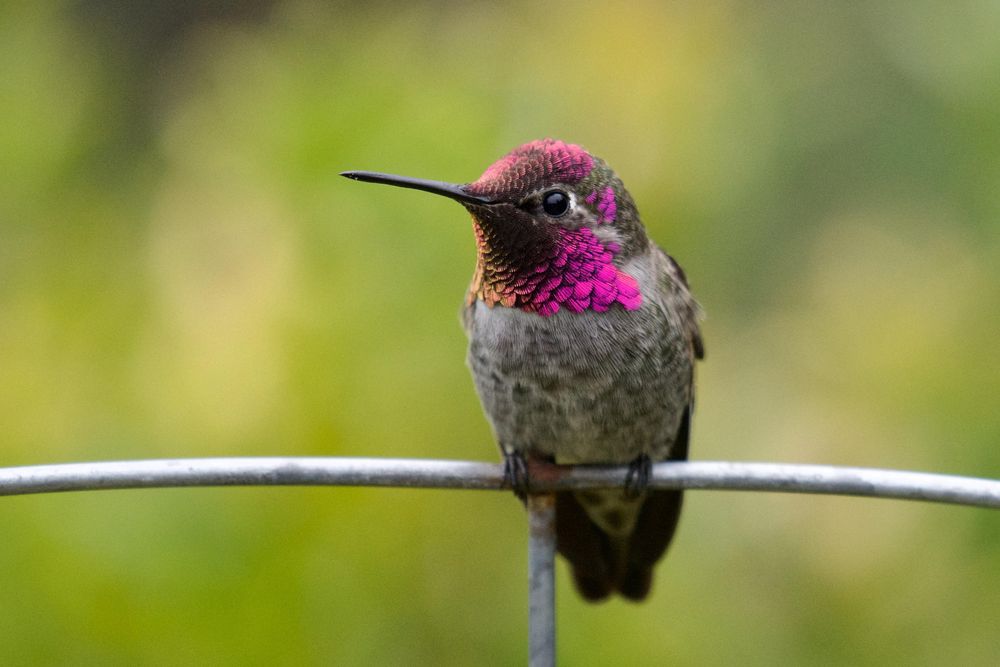 A tiny bird with a splotchy pale belly and a ridiculous vibrant magenta gorget, a face mask that glitters and shines. Oh, and a long slender pointed beak, like a needle.