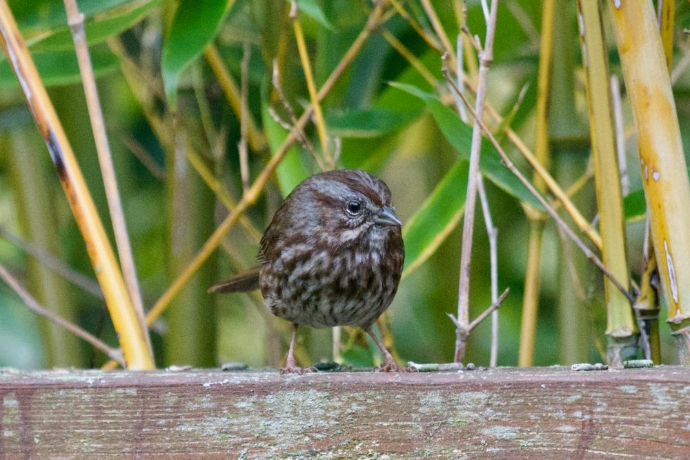 A small bird with fierce looking diagonal stripes on its face and striped belly.