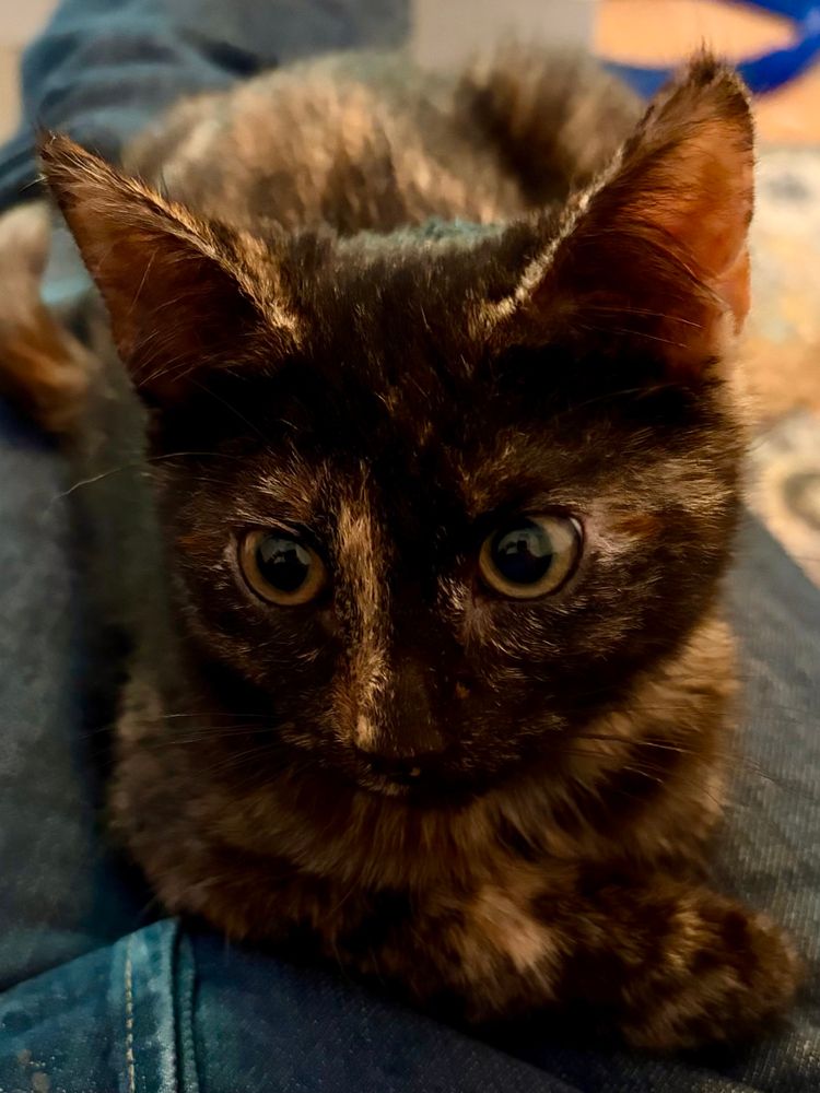 A potato of a kitten gains warmth from her human’s chunky legs.  