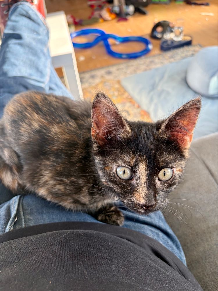 This human has his uses, but if he fails me in any way - I will kill him. 