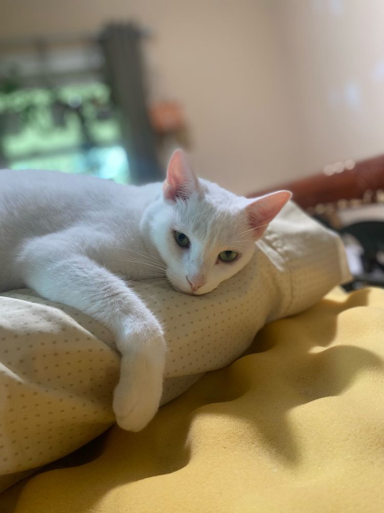 All white short-haired domestic house at lounging on a pillow