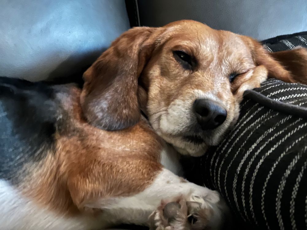 Copper, on the couch, leaning his head on a doggie bed.