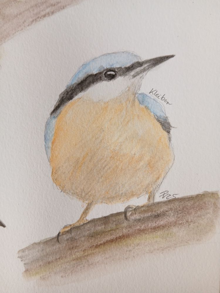 Aquarellskizze eines Kleibers 