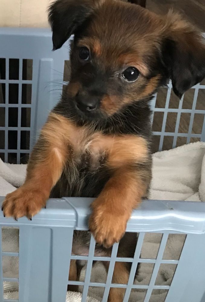 Ollie’s first day at home 