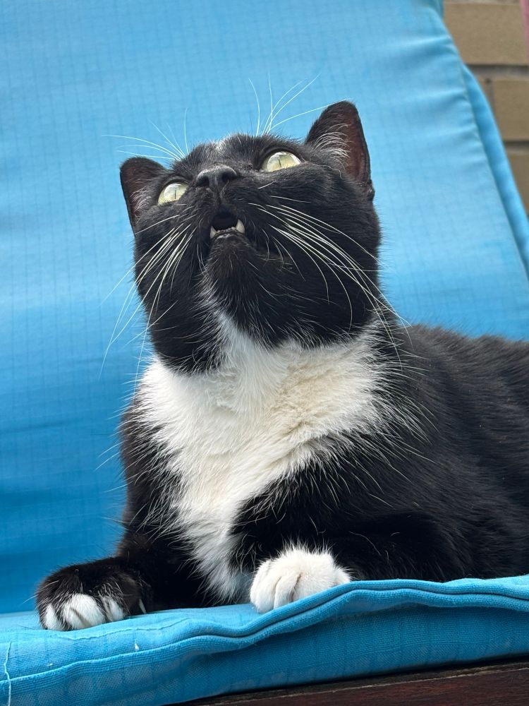A closeup of the same tuxedo cat showing a row of teensy teeth he is baring at the imagined birds he is guarding the tree from.