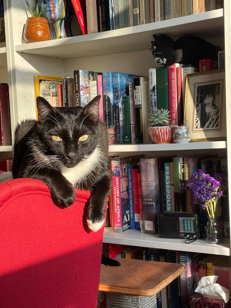 A black and white tuxedo cat Lou he’s on top of a red chair in a sunbeam.  Behind him is a bookshelf on which is sitting a stuffed animal black panther, symbol of the Black Panther party.