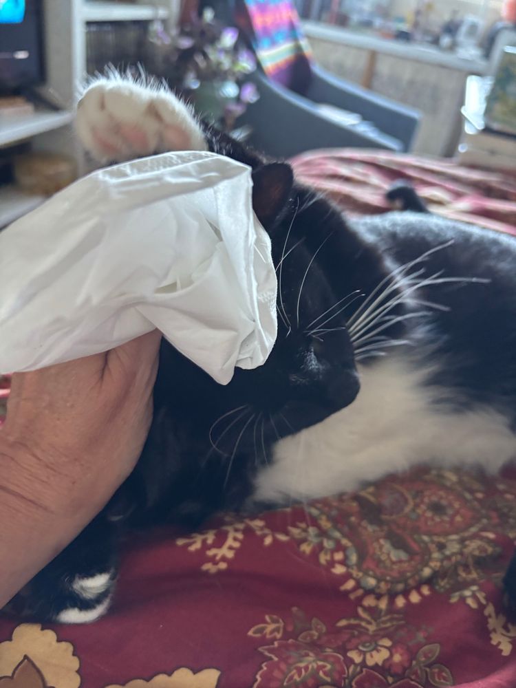 A tuxedo cat swats a paw at a facial tissue “pope’s hat” that a human hand is trying to hold steady on his head.