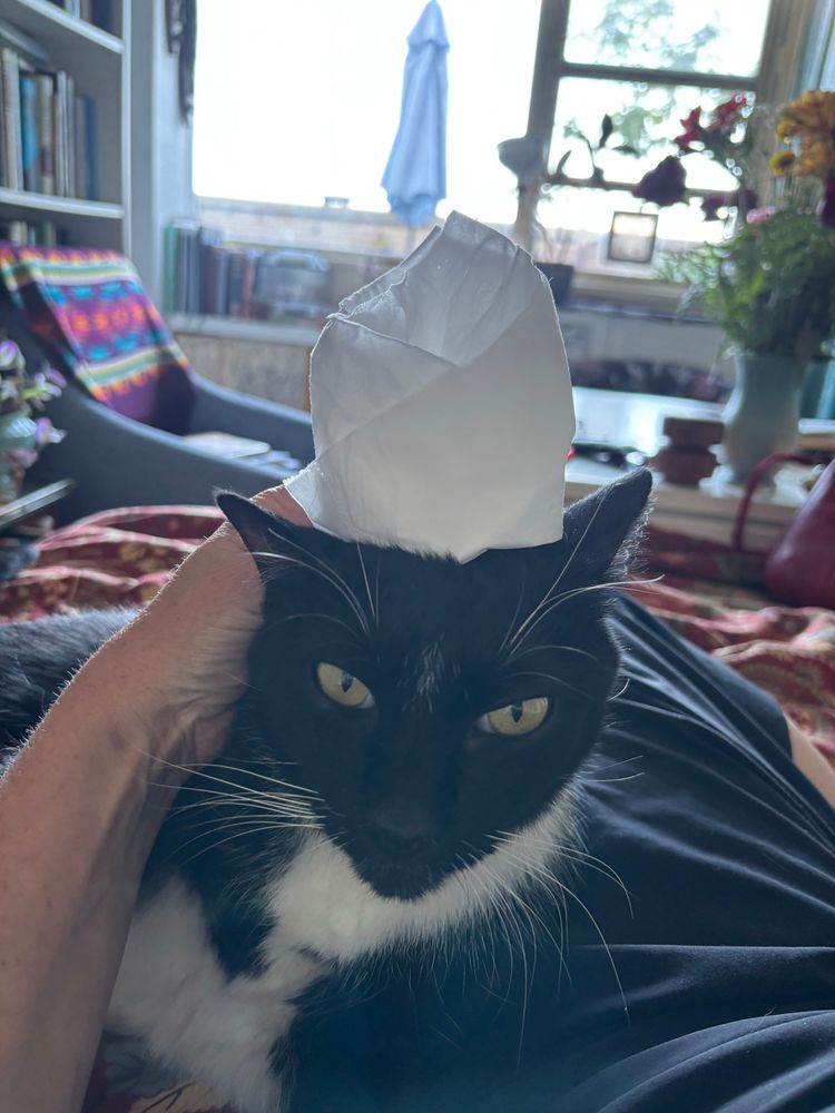 A tuxedo cat reluctantly sits on a bed next to his human, who has placed a facial tissue “pope hat” on his head.  The human’s hand extends to settle the hat on the top of the cat’s head.