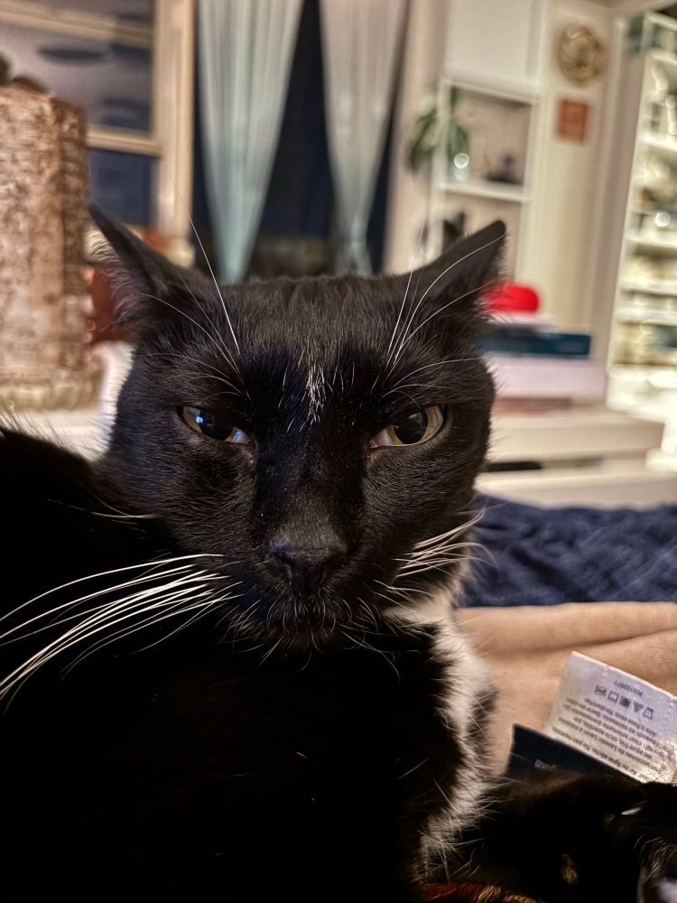 A tuxedo cat’s very skeptical face is depicted in closeup…his eyes are squinting, his ears are back, and his whiskers cockeyed to give the overall impression of being sick of everything.