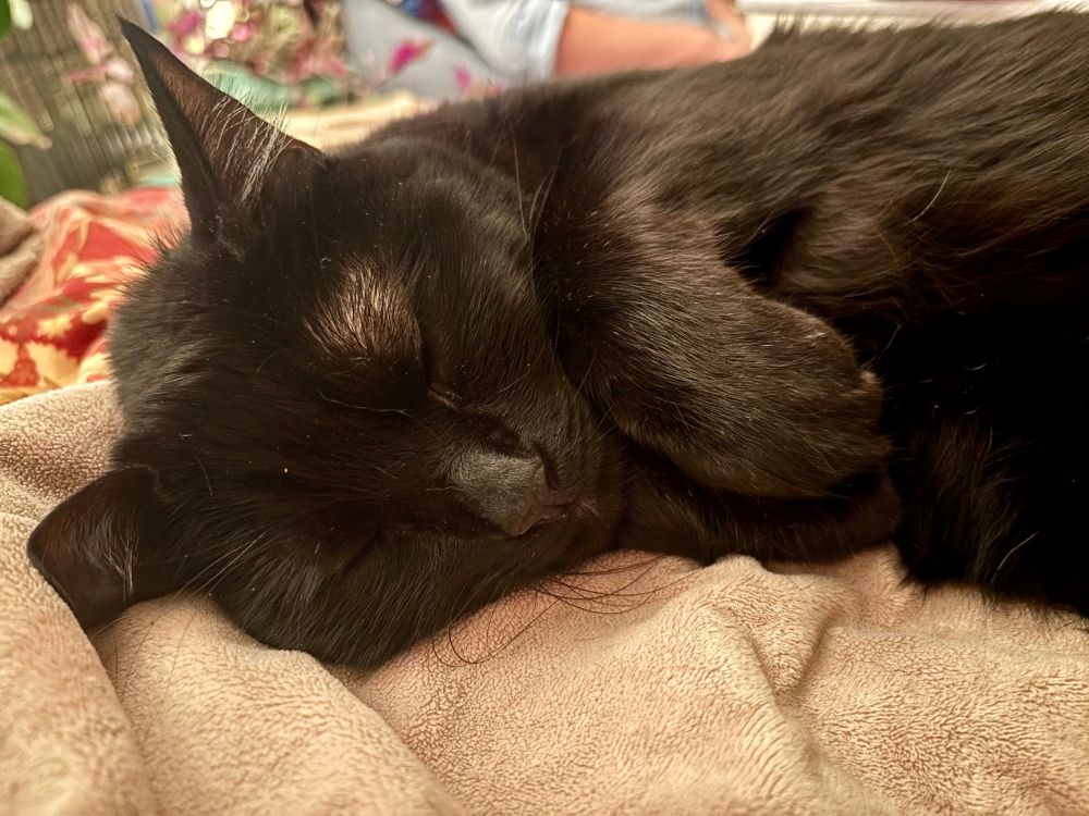 A sweet black cat sleeps peacefully in a T-Rex position with her paws curled up under her chin.  She is resting on a pile of blankets in a bed.