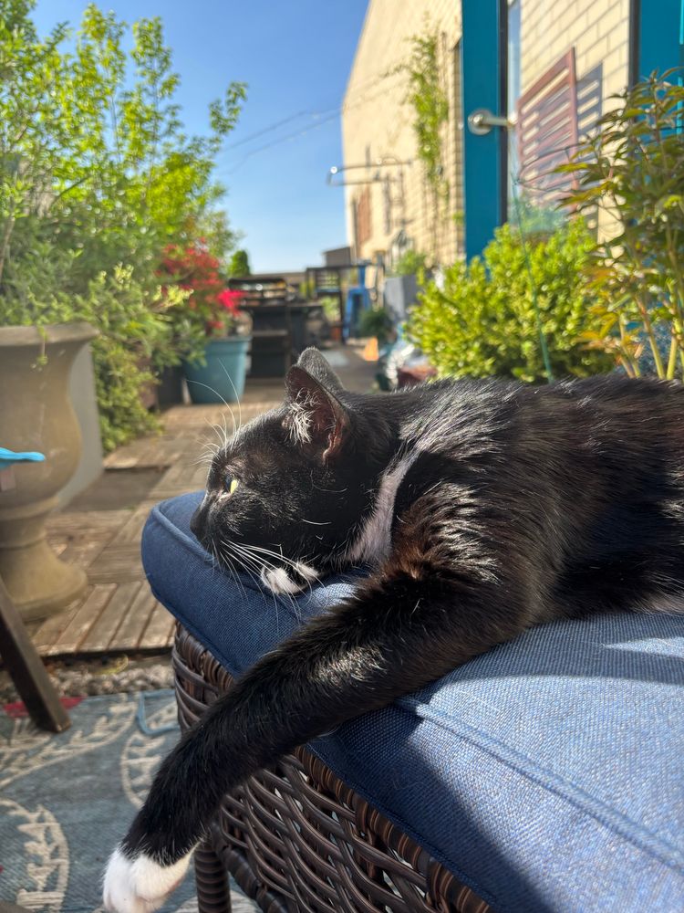 A tuxedo cat is draped over the side of a chaise longue that is on an apartment terrace with various flowers and greenery.  The blue sky is visible overhead and the overall feeling is one of lazy contentment.