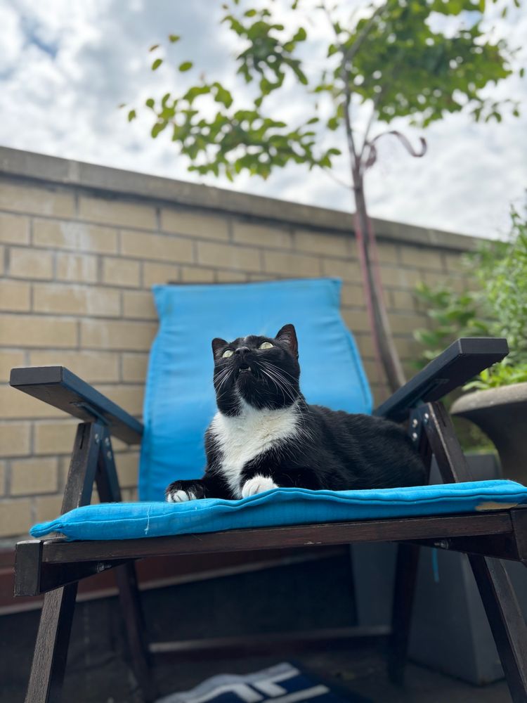 A tuxedo cat sits on a turquoise-cushioned outdoor chair.  He is positioned in front of a small serviceberry tree and is scanning the sky for potential birds who might steal the berries. 