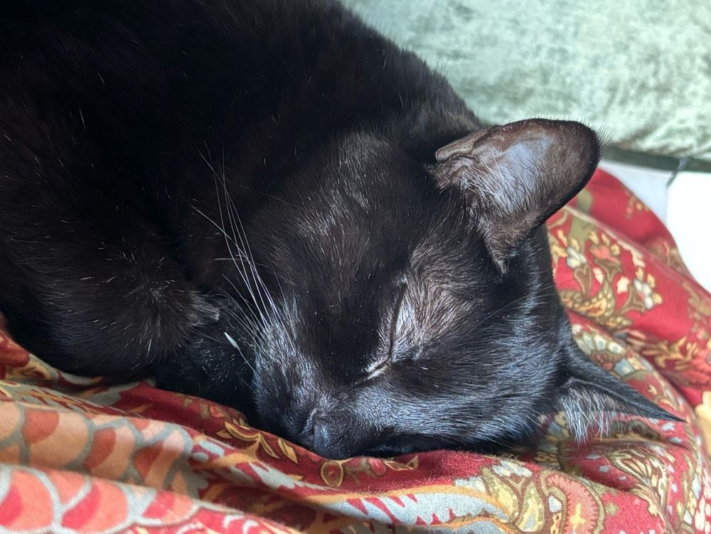 A black cat sleeps with her head leaning on a floral bedspread.  Her paws are tucked under her chin and her fur glistens in the sunlight.