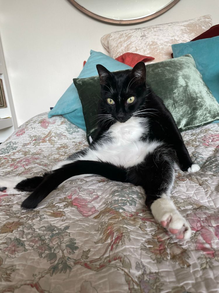 A tuxedo cat sits awkwardly with his legs splayed and a stunned look on his face.  He appears to have interrupted his self-grooming routine to ponder something deep and possibly horrible.